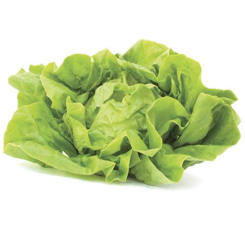 Lechuga mantecosa hidropónica Hidrovida